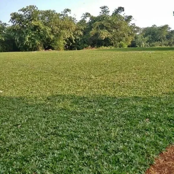 tukang tanam rumput